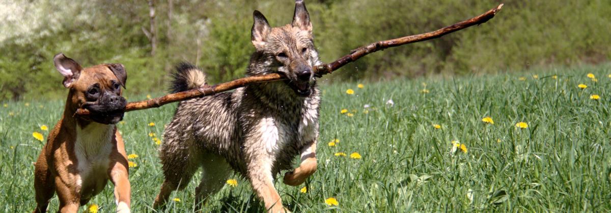Dogs carrying stick