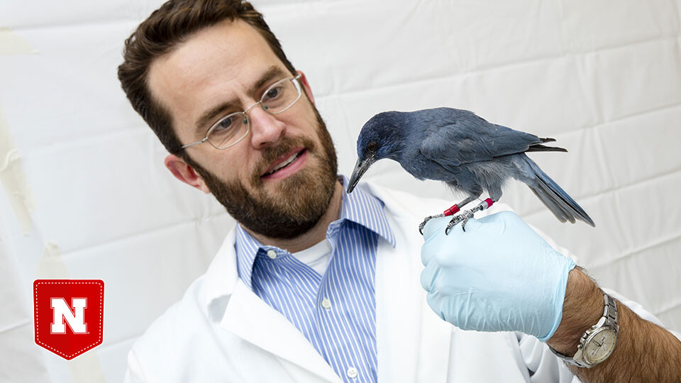 Boo, birds: Worldwide study finds differences in avian fear of the unknown