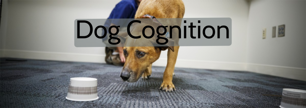 Dog cognition