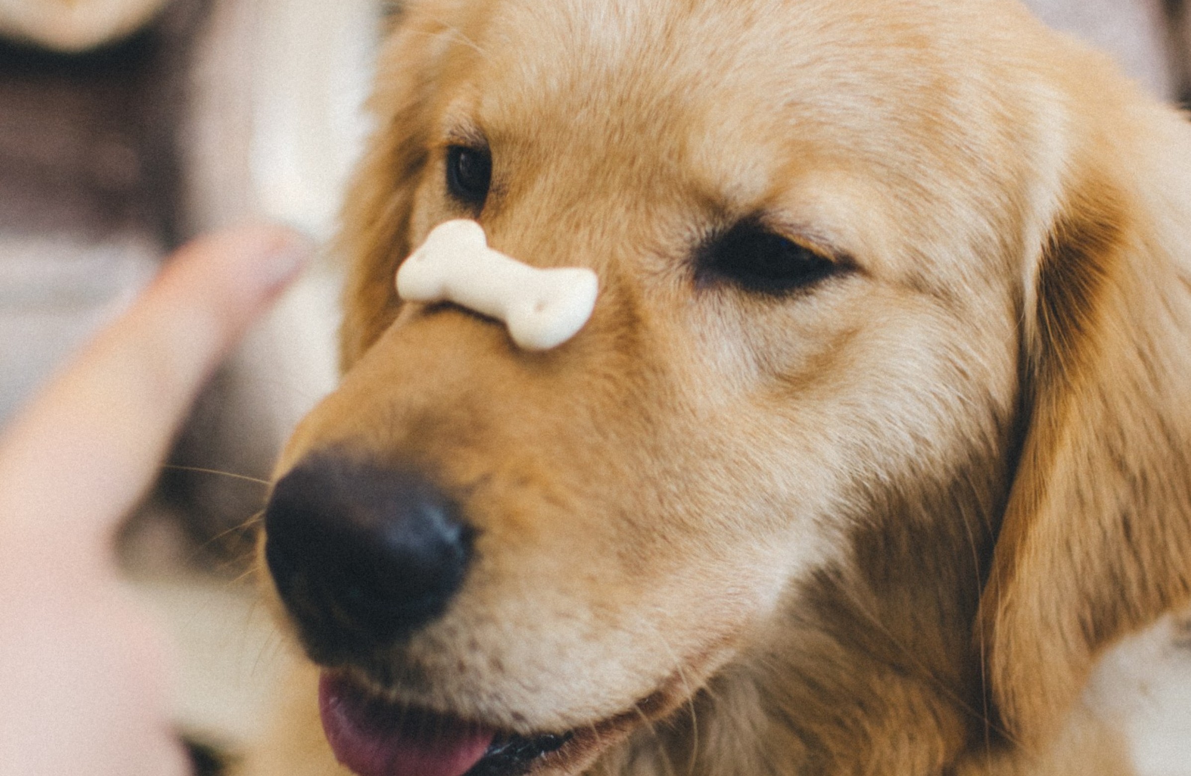 Brown dog with a treat balanced on it's nose. Source: Mimicry Hu on Unsplash.