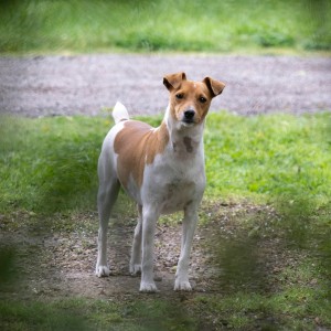 White and brown dog looking at camera with ears up