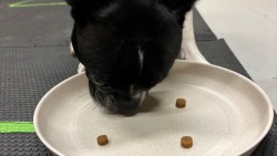 Close-up view of black and white Boston terrier eating training treats from a plate.
