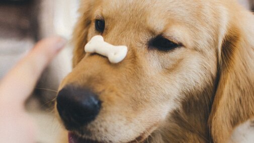 Brown dog with a treat balanced on it's nose. Source: Mimicry Hu on Unsplash.