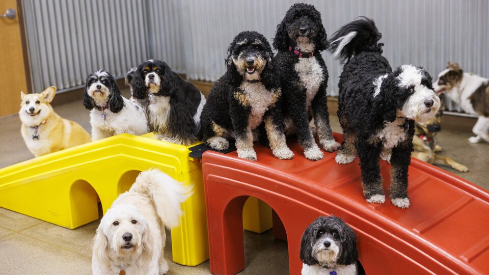 Several dogs sitting or standing on plastic ramps. Source: Craig Chandler | UNL University Communications