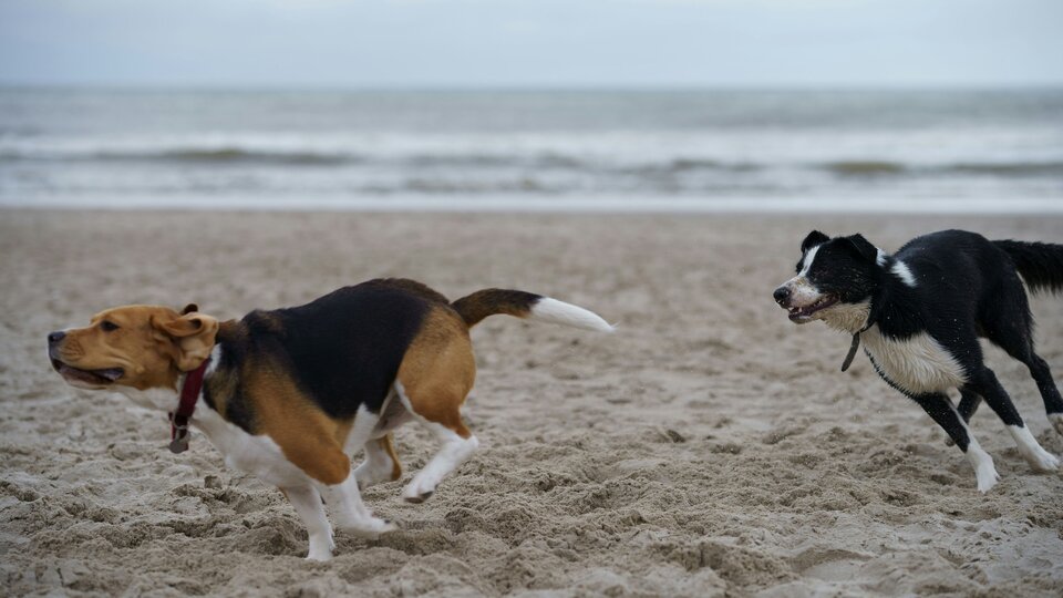 Black and white dog chasing black, brown, and white dog on the beach. Source: Go to Ayelt van Veen's profile Ayelt van Veen on Unsplah
