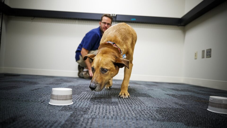 Brown dog choosing one of two cups. Source: Craig Chandler | University Communications