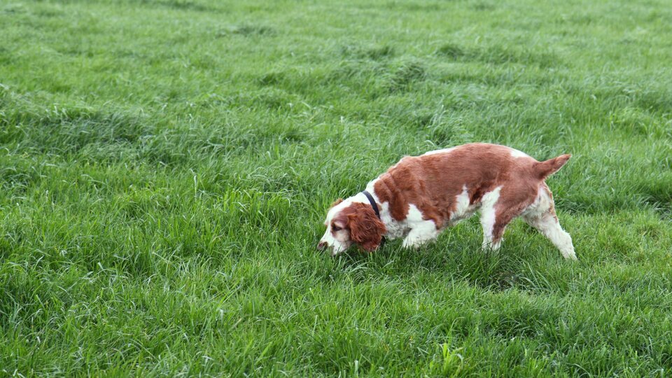 Brown and white dog sniffing in the green grass.