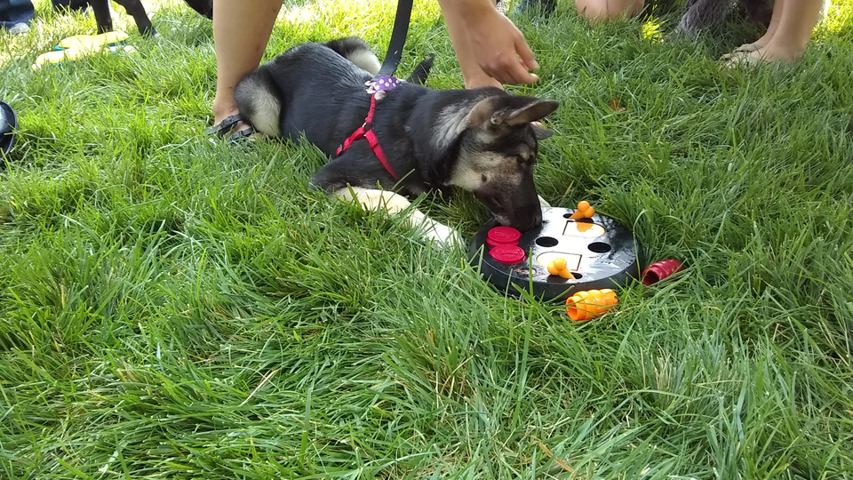 Black and tan dog working a dog puzzle for treats.