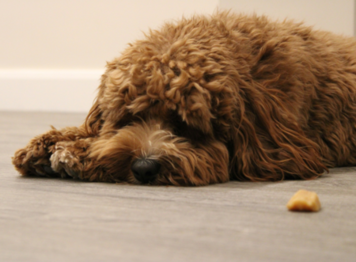 Brown dog lying on floor looking at treat on floor. Source: Samuel Pollard